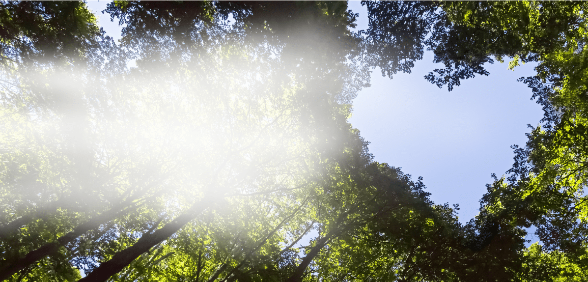 A heart-shaped forest with Dry Microfine Steam (DMS) emerging, symbolising Laurastar’s commitment to a sustainable future.